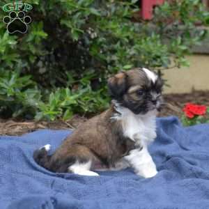 Avocado, Shih Tzu Puppy